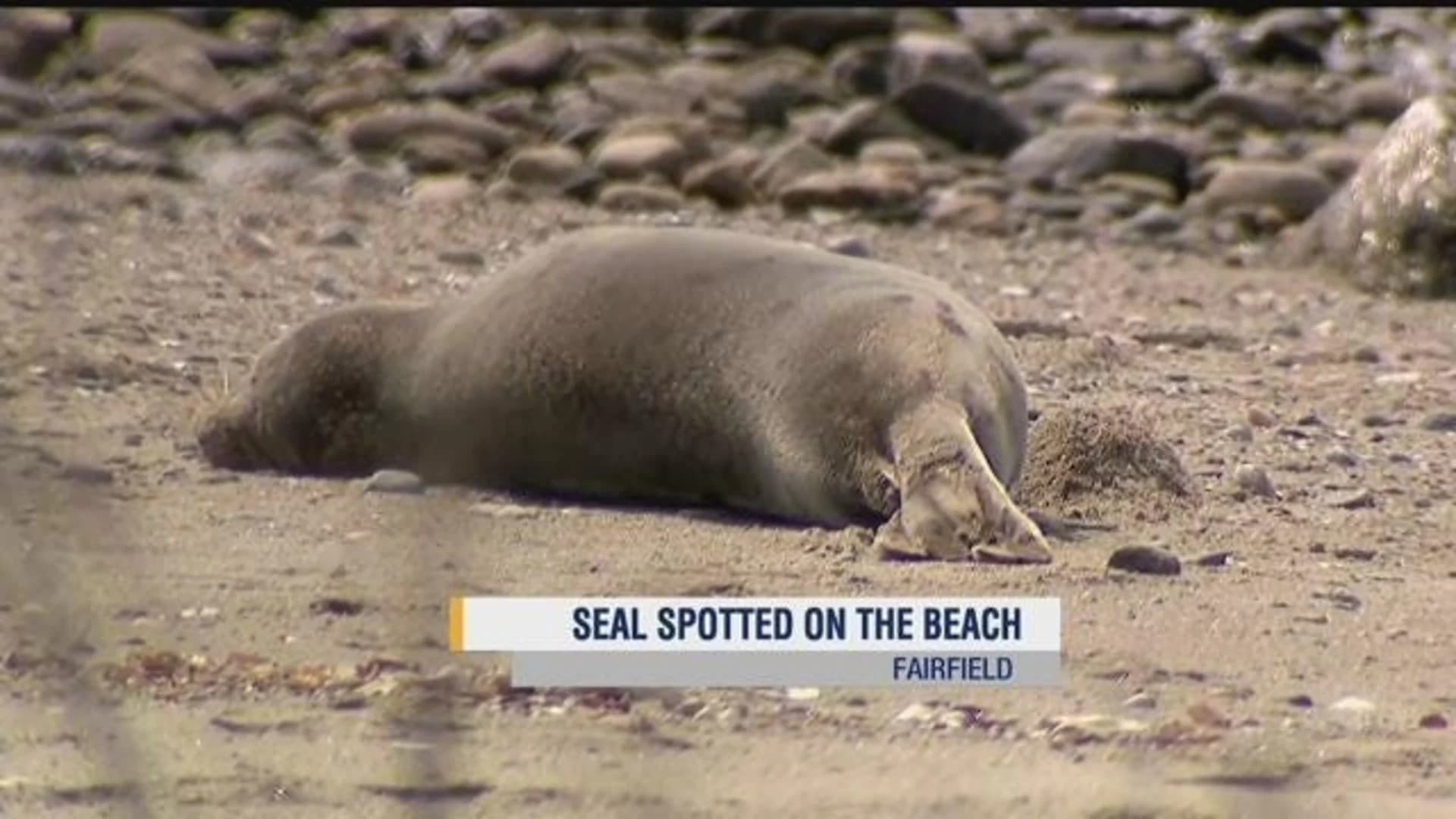 Seal spotted on Sasco Beach in Fairfield