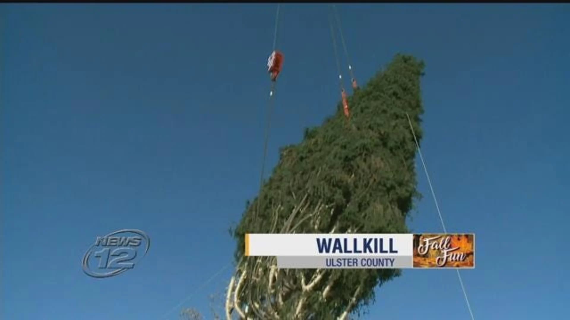 Rockefeller Center Christmas Tree cut down in the Hudson Valley