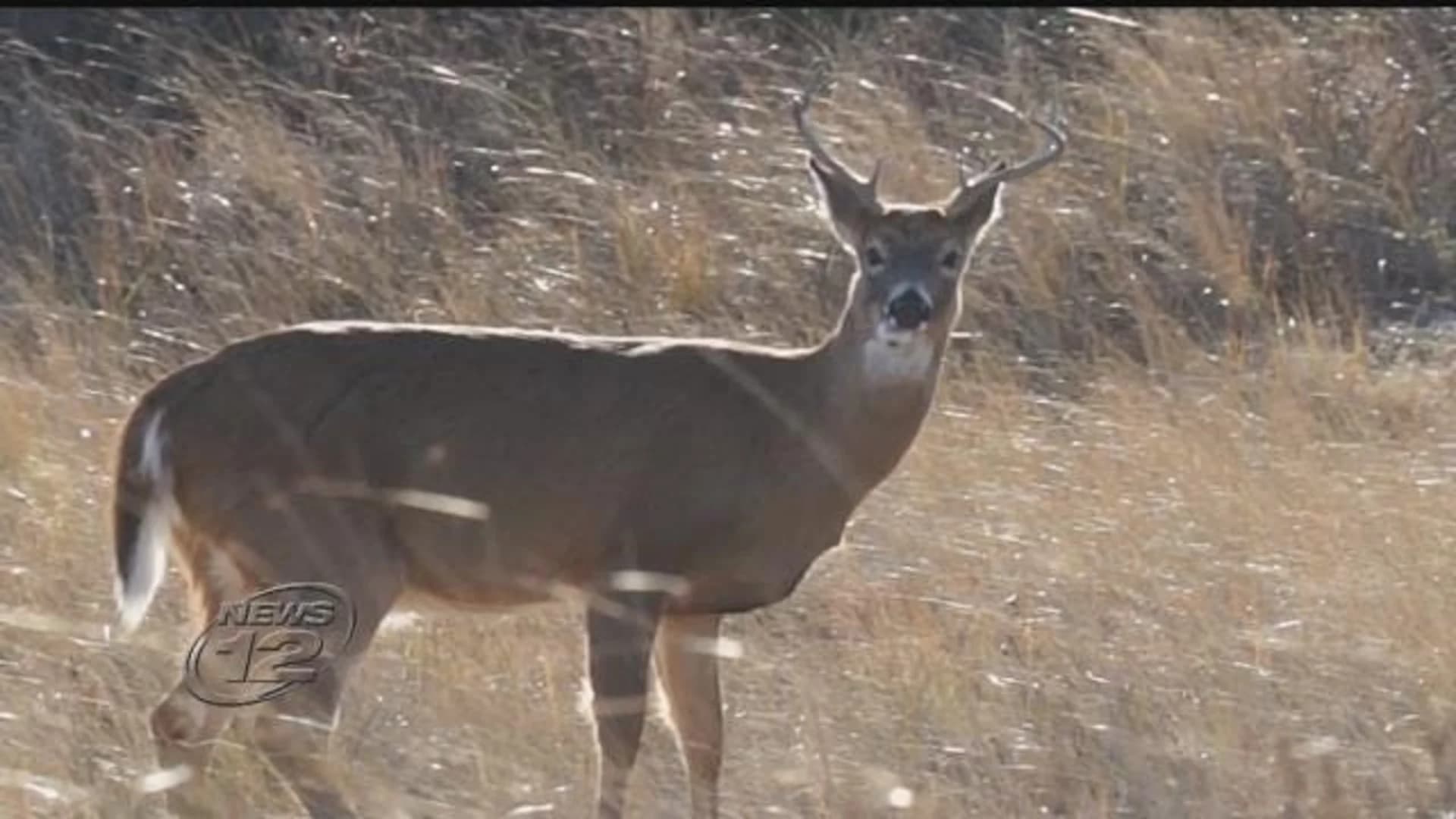 Latest Suffolk deer culling hits legal snag