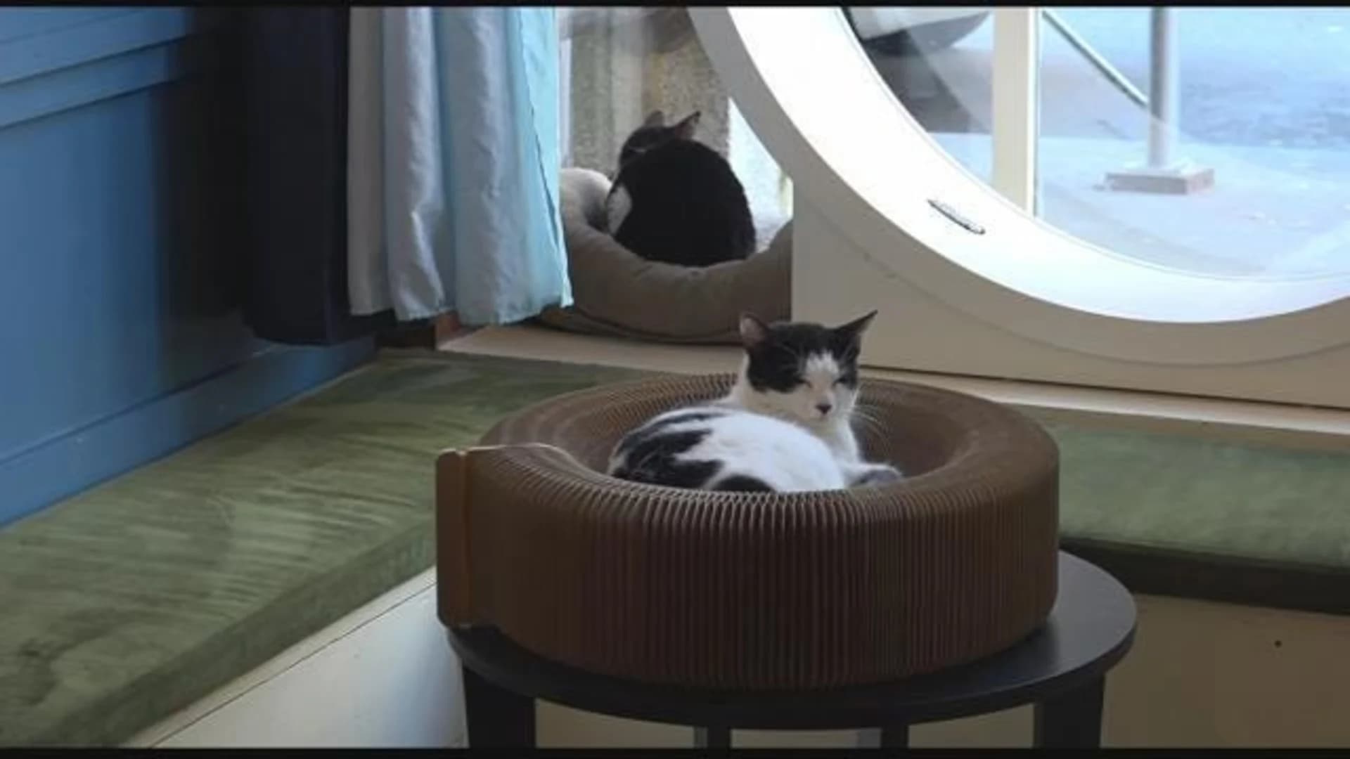 New location expands ‘paw-sibilities’ for Brooklyn Cat Cafe