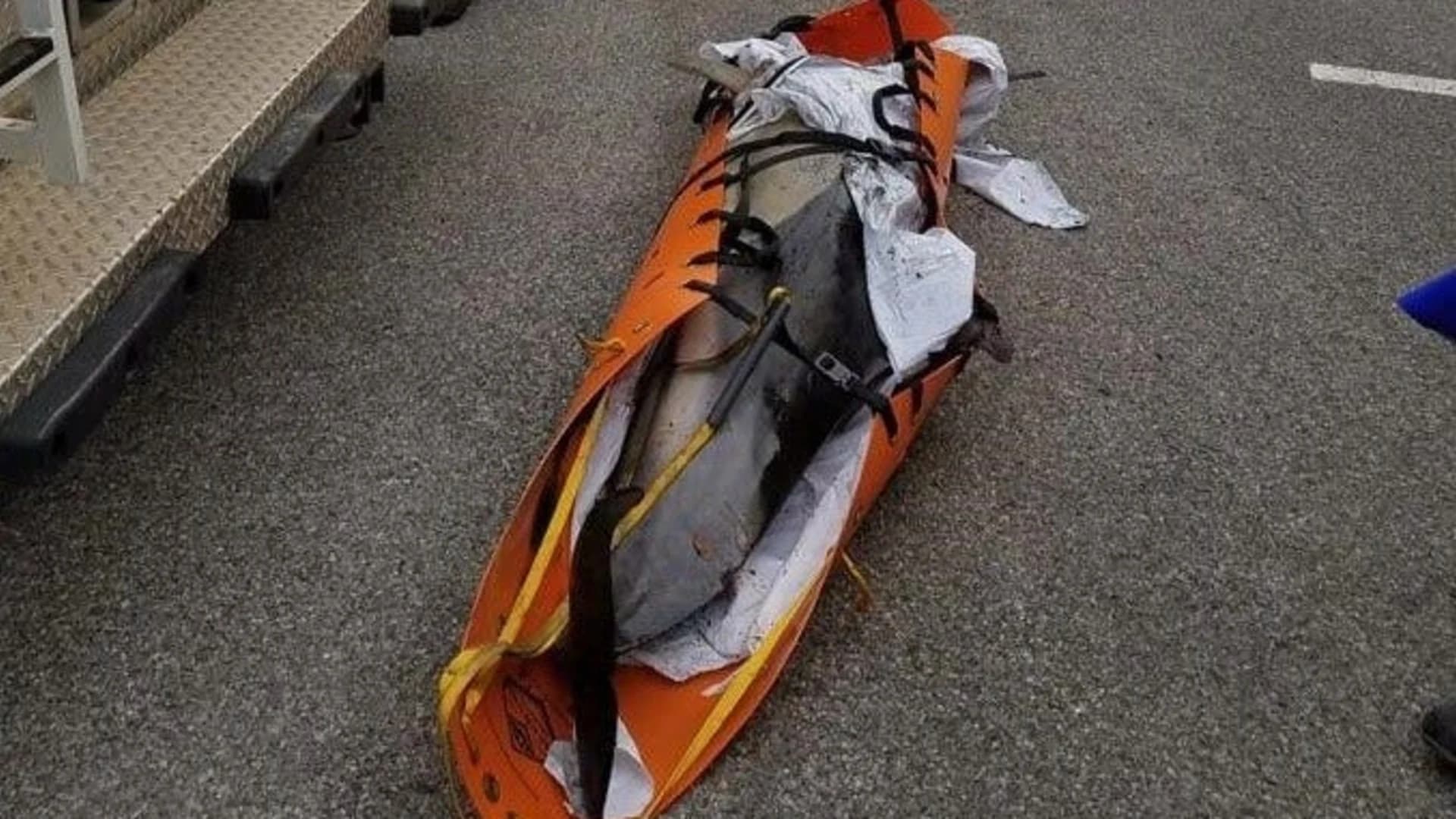 Dead dolphin found in Mount Vernon