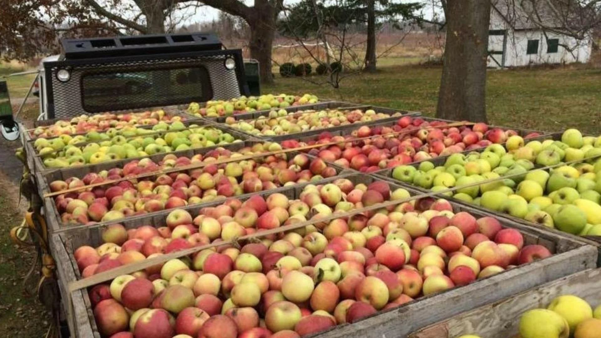 Guide: Apple Picking on Long Island