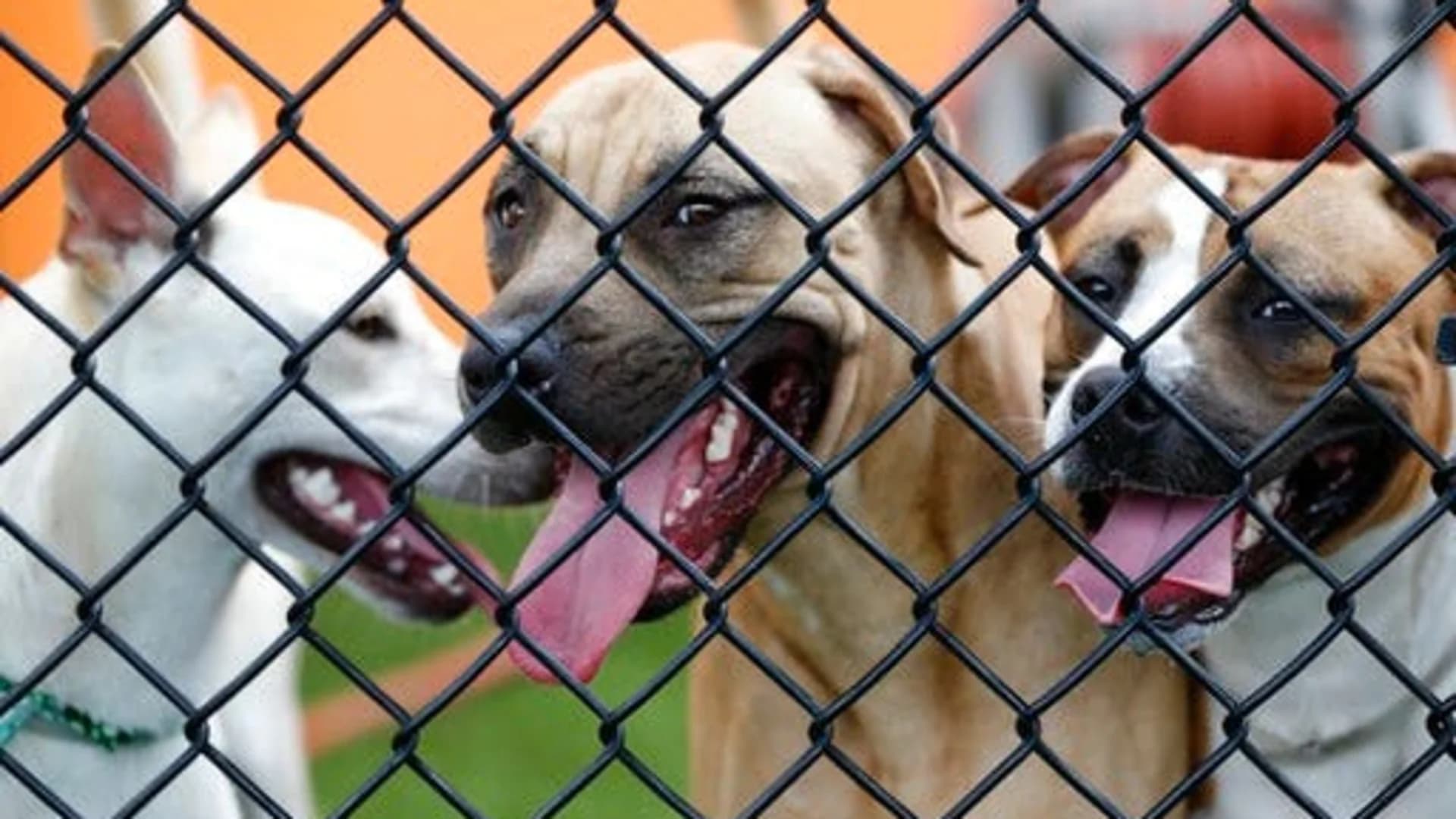 Are you ready to adopt a shelter pet? Consider these tips