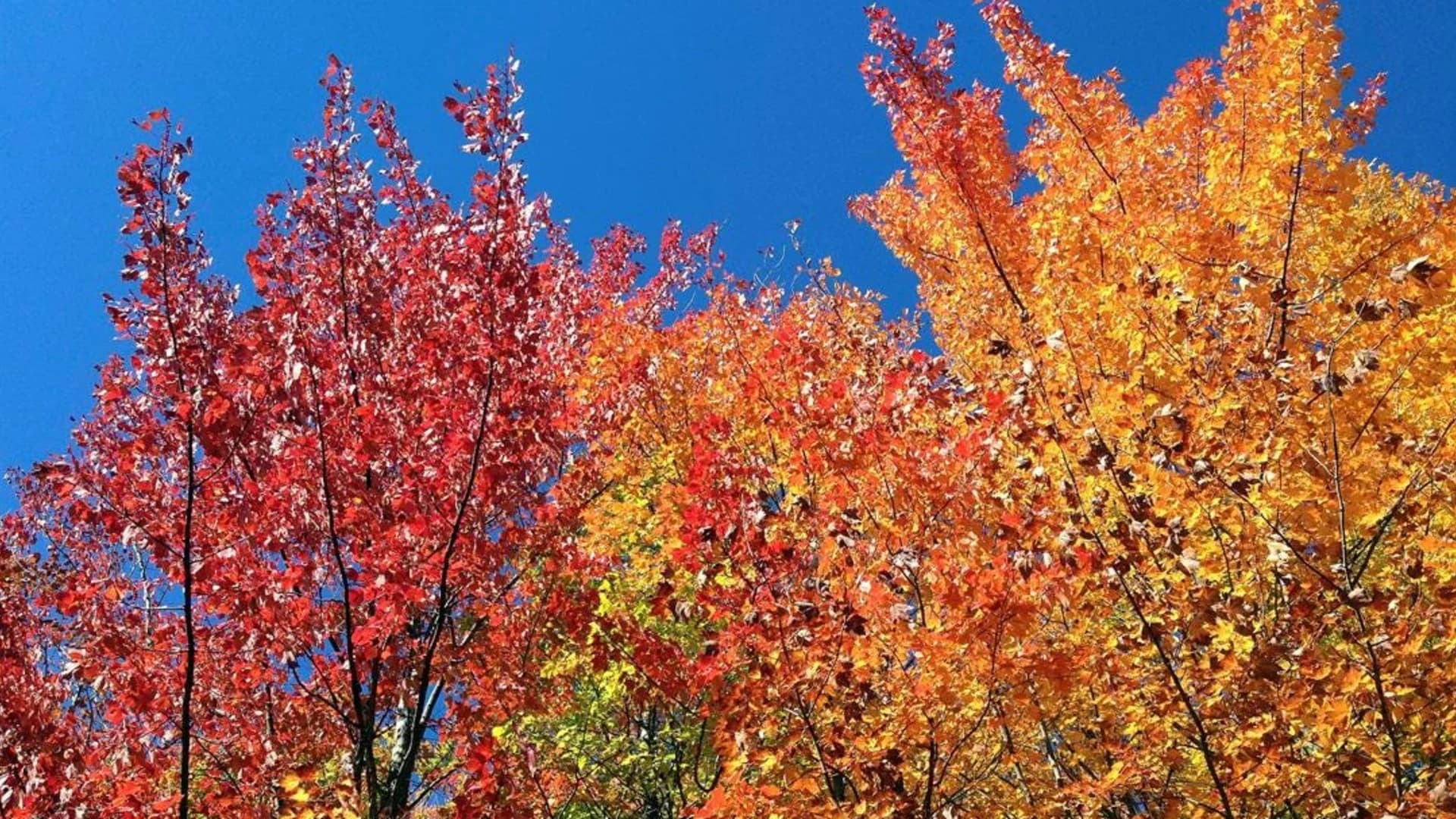 Fall foliage could be abbreviated in 2019. Here's why.