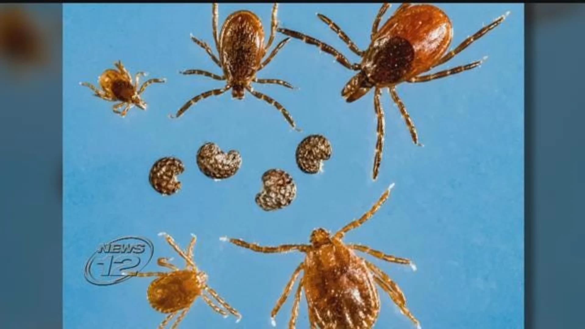 New species of tick found in locations around Westchester