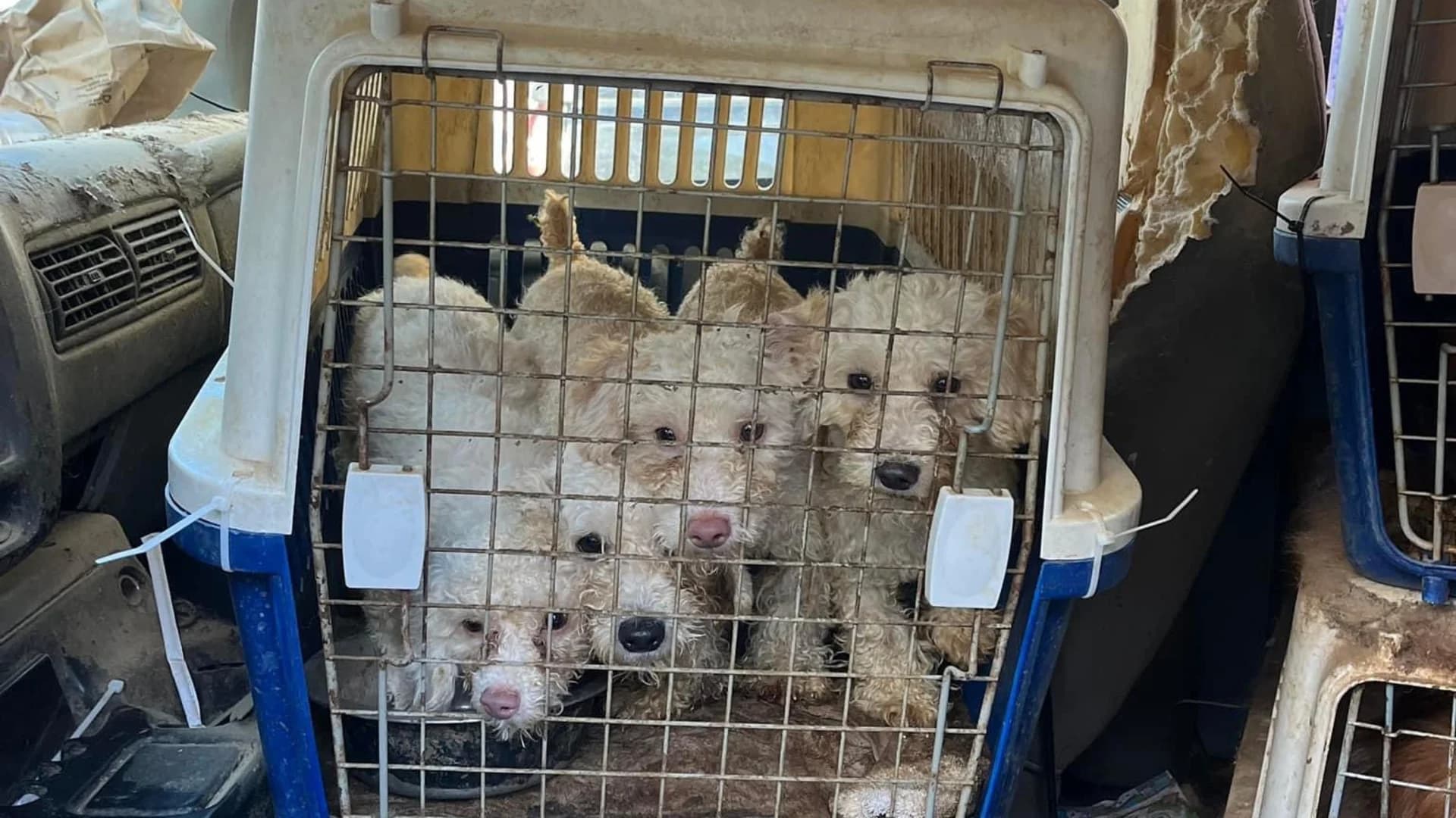 11 dogs found living inside crates in filthy van in Cortlandt Manor
