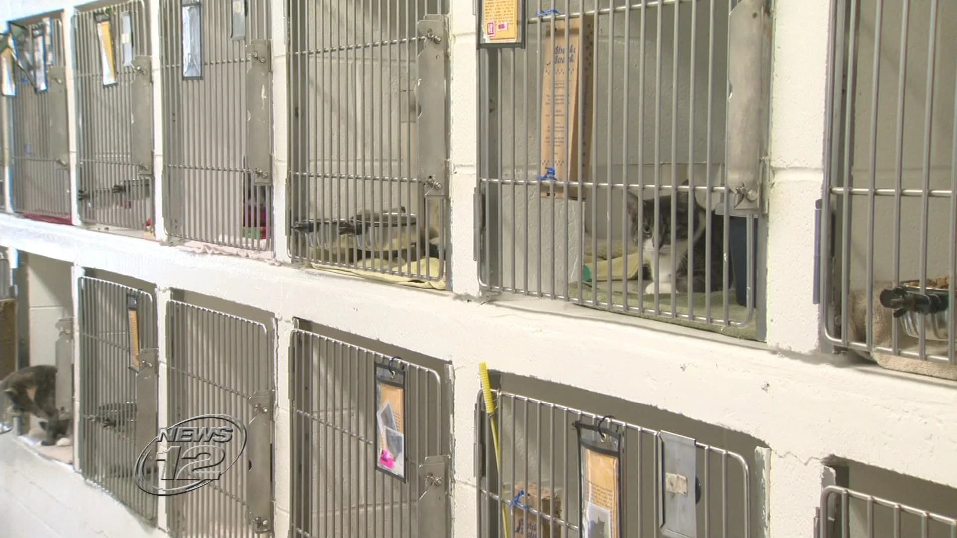 Capital fund helps animal shelters upgrade facilities