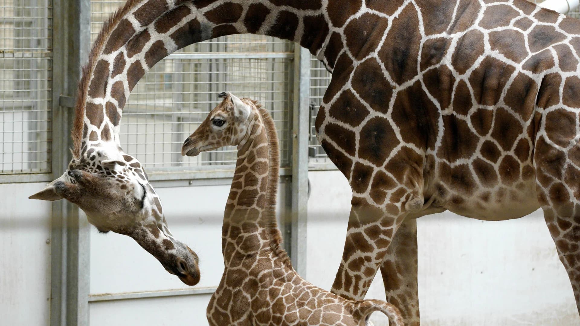 April, the giraffe that became an online star, dies