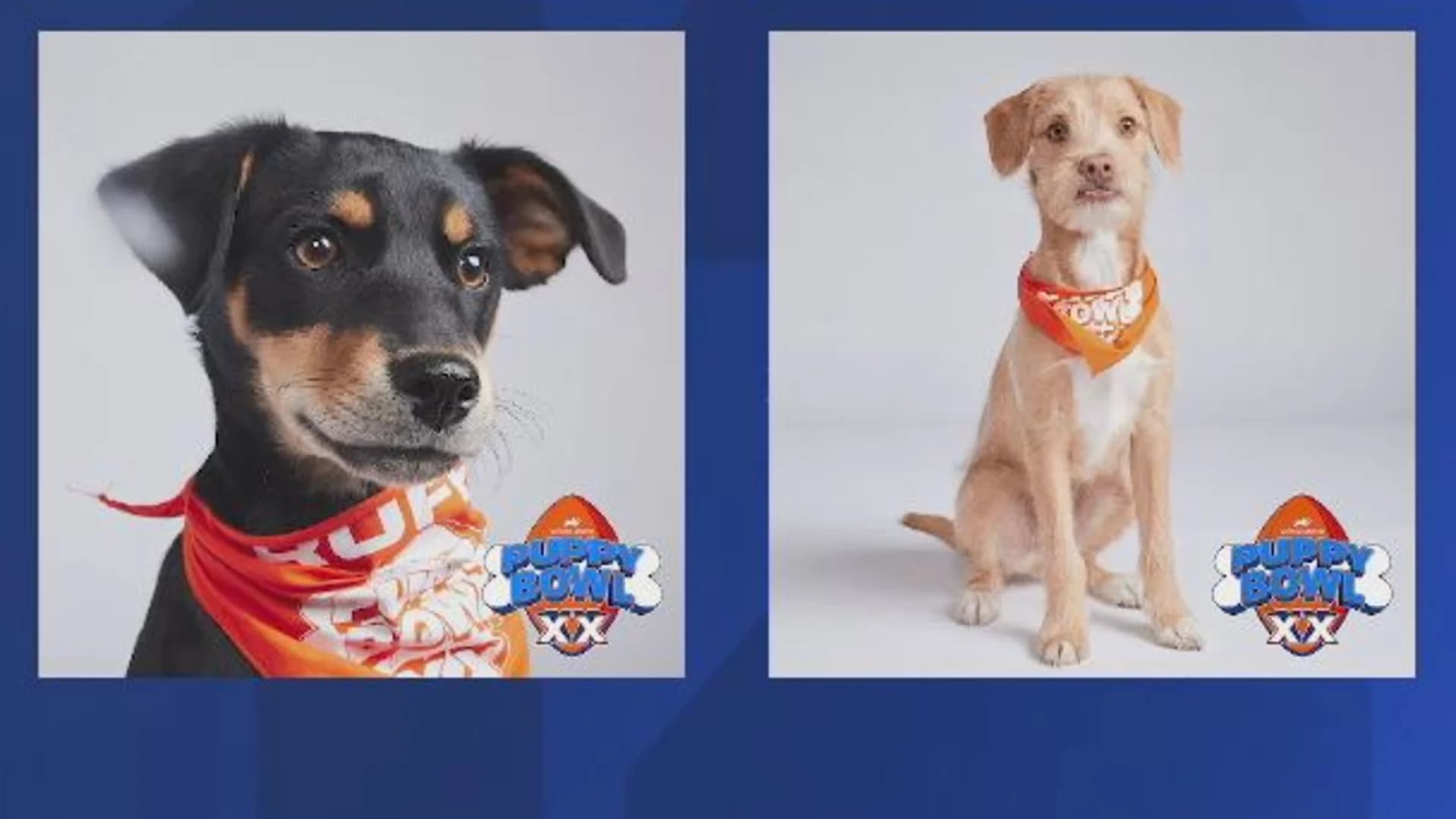 SPCA Westchester puppies make small screen debut ahead of Puppy Bowl    