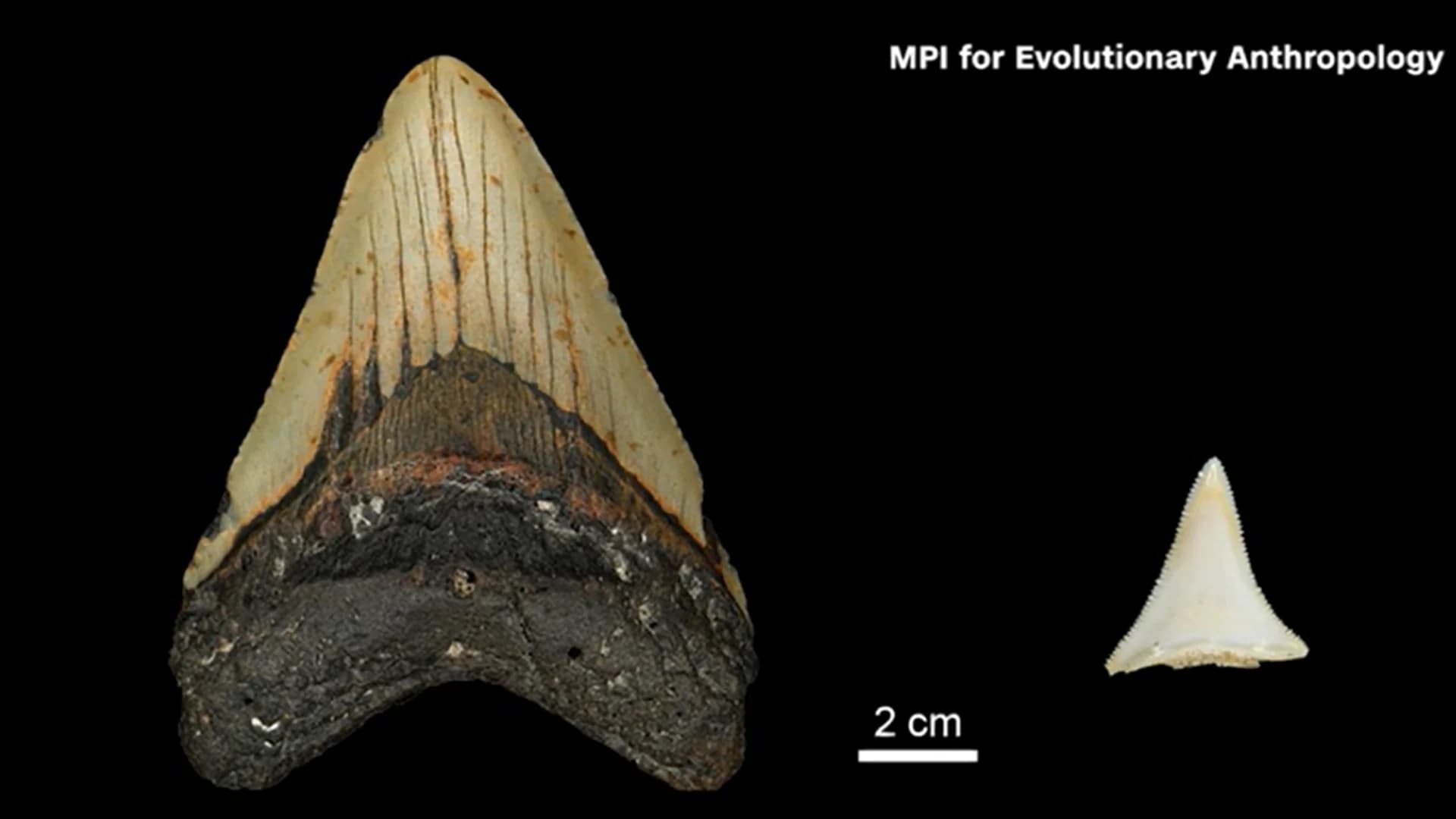 What’s Hot: Great whites may have doomed megalodon sharks