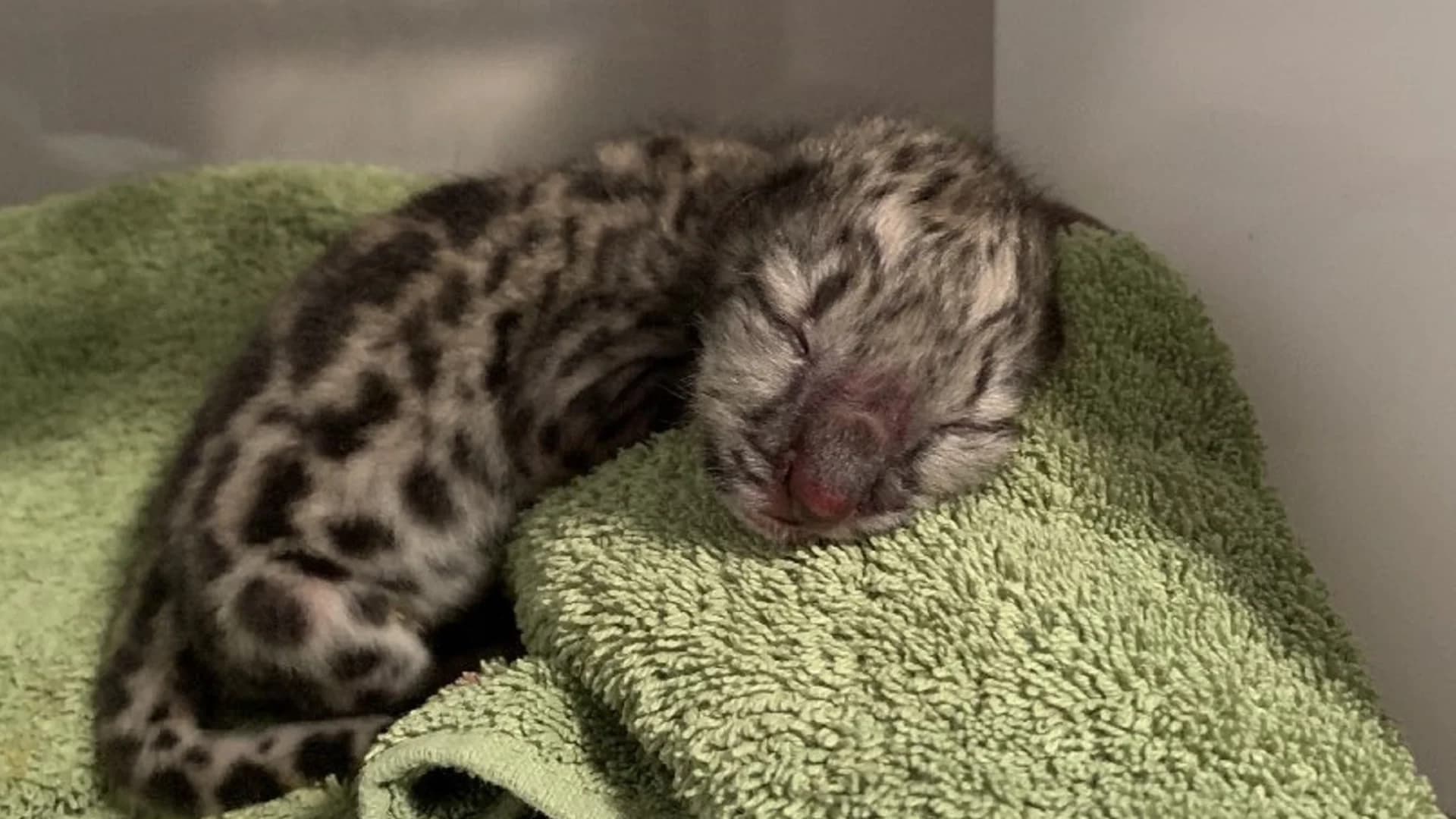Snow leopard cub born in upstate New York zoo making ‘good progress’