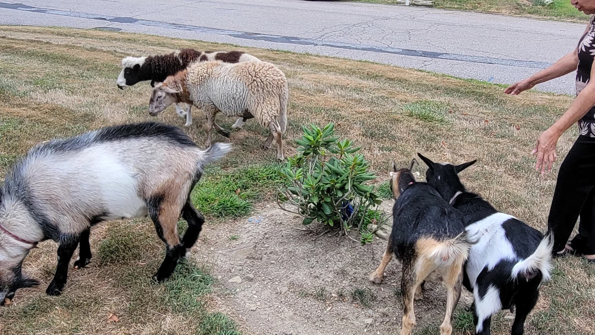 Goats on the loose in New Hempstead