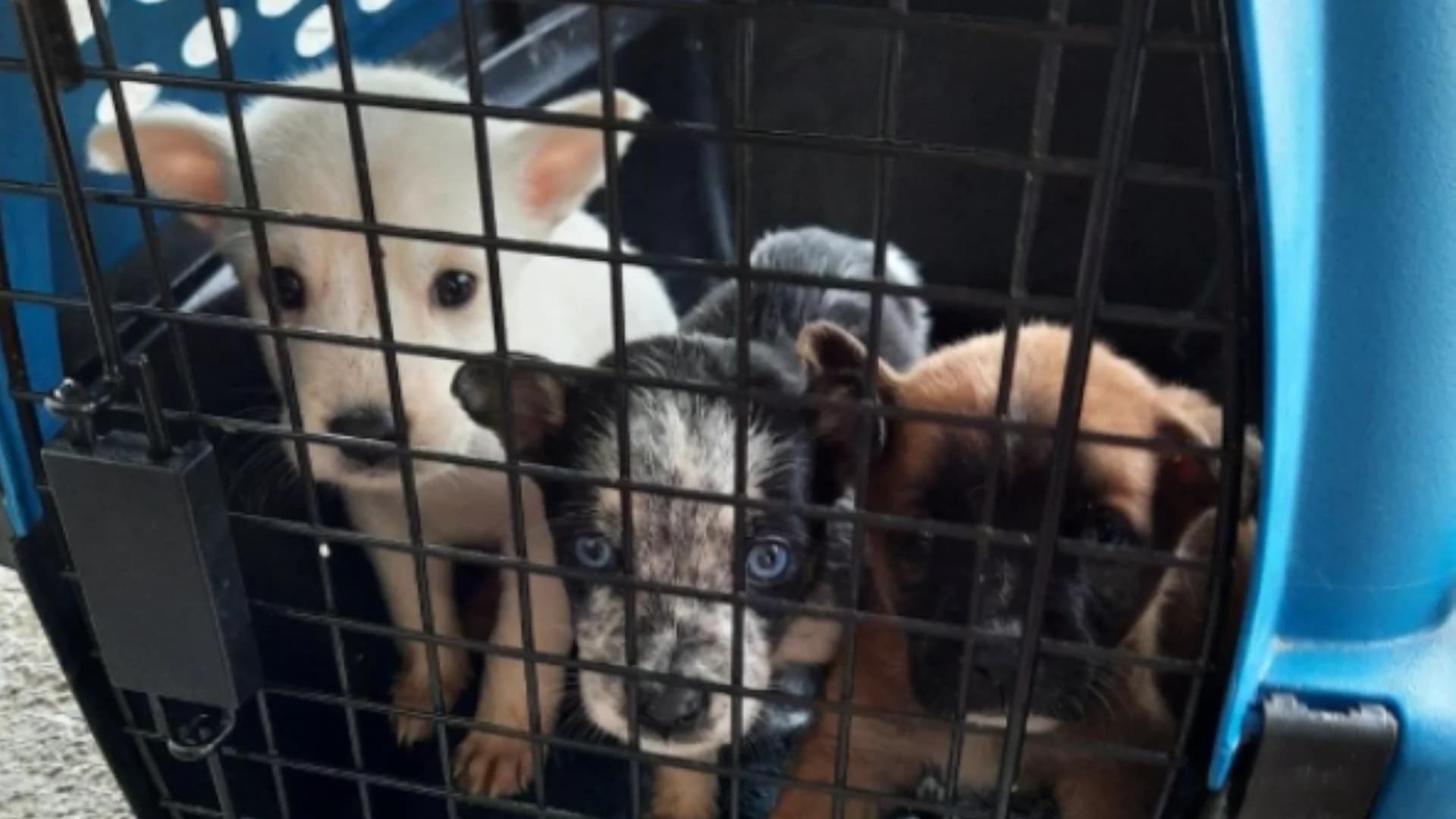"This did not have to happen." Puppies found dumped in field